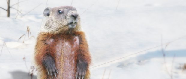 Vignette_Marmotte_v3-20451